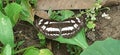 Neptis Columella Butterfly on Green Leaf