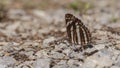 Neptis sappho butterfly Royalty Free Stock Photo