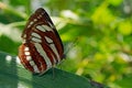 Neptis sappho, the Pallas` sailer or common glider butterfly