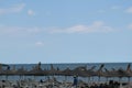 Neptun, Romania - July 8, 2017: beach umbrellas - and cold stormy day at the beach in the romanian seaside in Neptun, Constanta, R Royalty Free Stock Photo