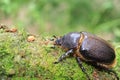 Neptunus beetle Royalty Free Stock Photo