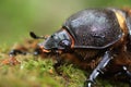 Neptunus beetle Royalty Free Stock Photo