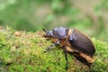 Neptunus beetle Royalty Free Stock Photo