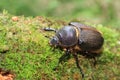 Neptunus beetle Royalty Free Stock Photo