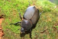 Neptunus beetle Royalty Free Stock Photo