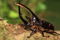 Neptunus beetle Royalty Free Stock Photo