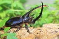Neptunus beetle Royalty Free Stock Photo