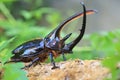 Neptunus beetle Royalty Free Stock Photo