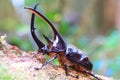 Neptunus beetle