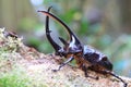 Neptunus beetle Royalty Free Stock Photo