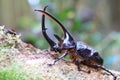 Neptunus beetle