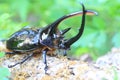 Neptunus beetle Royalty Free Stock Photo