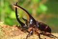 Neptunus beetle