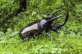 neptunus beetle on the green moss Royalty Free Stock Photo