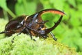 Neptunus beetle