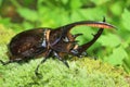 Neptunus beetle