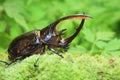 Neptunus beetle