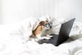 Adorable dog in glasses working with laptop computer. Royalty Free Stock Photo