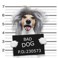 Nerd silly dog mugshot