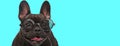 Nerdy French Bulldog dog standing, sticking out his tongue Royalty Free Stock Photo