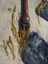 Bull kelp seaweeds in the beaches of California. Royalty Free Stock Photo