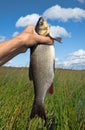 Nerfling, ide (Leuciscus idus) caught spinning