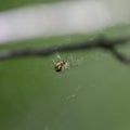 Neriene peltata is a species of spider belonging to the family Linyphiidae. Royalty Free Stock Photo