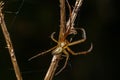 Neriene peltata is a species of spider belonging to the family Linyphiidae Royalty Free Stock Photo