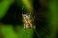 Neriene peltata is a species of spider belonging to the family Linyphiidae Royalty Free Stock Photo
