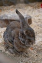 Nerino black bunny at the farm, long eared rabbit in the cage