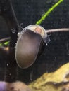 Nerite Snail eating aquarium