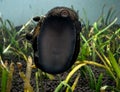 Nerite snail in planted aquarium