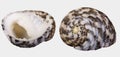Two views of a seashell `Nerita Chamaeleon` on white background isolatedn