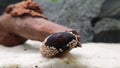 Neritina pulligera also called Military helmet snail, Neritina pulligera dusky nerite freshwater snail in the aquarium