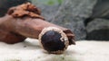 Neritina pulligera also called Military helmet snail, Neritina pulligera dusky nerite freshwater snail in the aquarium