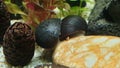 Neritina pulligera, also steel helmet snail, brown racing snail or black ball racing snail in an aquarium with plants and stones