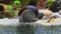 Neritina pulligera, also steel helmet snail, brown racing snail or black ball racing snail in an aquarium with plants and stones