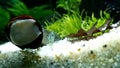 Neritina pulligera, also steel helmet snail, brown racing snail or black ball racing snail in an aquarium with plants and stones