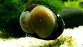 Neritina pulligera, also steel helmet snail, brown racing snail or black ball racing snail in an aquarium with plants and stones Royalty Free Stock Photo