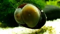 Neritina pulligera, also steel helmet snail, brown racing snail or black ball racing snail in an aquarium with plants and stones