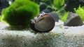 Neritina pulligera, also steel helmet snail, brown racing snail or black ball racing snail in an aquarium with plants and stones