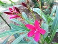 Nerium indicum, Nerium odorum, Nerium oleander, Oleander flower Royalty Free Stock Photo