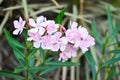 Nerium oleander, APOCYNACEAE or APOCYNOIDEAE or Nerium indicum Mill or Nerium odorum Aiton or Nerium oleander L or Oleander or Royalty Free Stock Photo