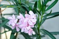 Nerium oleander, APOCYNACEAE or APOCYNOIDEAE or Nerium indicum Mill or Nerium odorum Aiton or Nerium oleander L or Oleander or Royalty Free Stock Photo