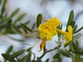 Petal fragility Nerium oleander Apocynaceae Oleander Sweet Oleander Rose Bay yellow Flower beautiful in nature Royalty Free Stock Photo