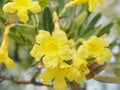 Nerium oleander Apocynaceae Oleander Sweet Oleander Rose Bay yellow Flower beautiful in naturepetal fragility Nerium oleander Apoc Royalty Free Stock Photo