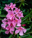 Nerium Oleander apocynaceae