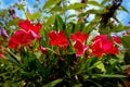 Nerium oleander blooming in red