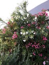 Nerium Oleander bush with beautiful pink and white flowers Royalty Free Stock Photo