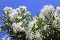 Nerium oleander. Bush with white oleander flowers close-up Royalty Free Stock Photo